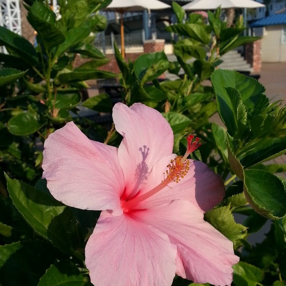 Meet your Posher, Nancy - Picture 1 of 1